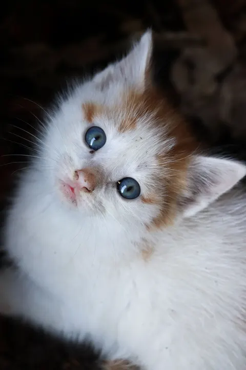 Kitten Phone Wallpaper · pets · 1440×2160