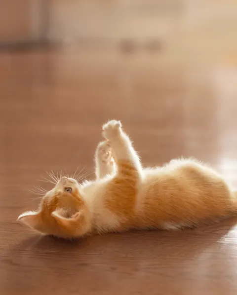 Kitten Phone Wallpaper · pets · 1440×1793