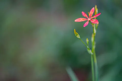 난초 4K 배경화면 · flowers · 3840×2561