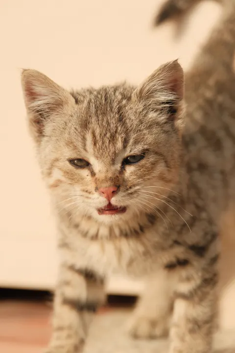 子猫 スマホ壁紙 · pets · 1440×2160