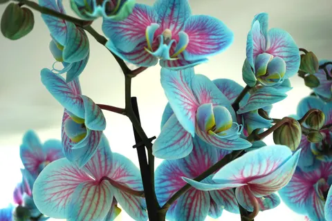 Fond d'écran Orchidée 4K · flowers · 3840×2560