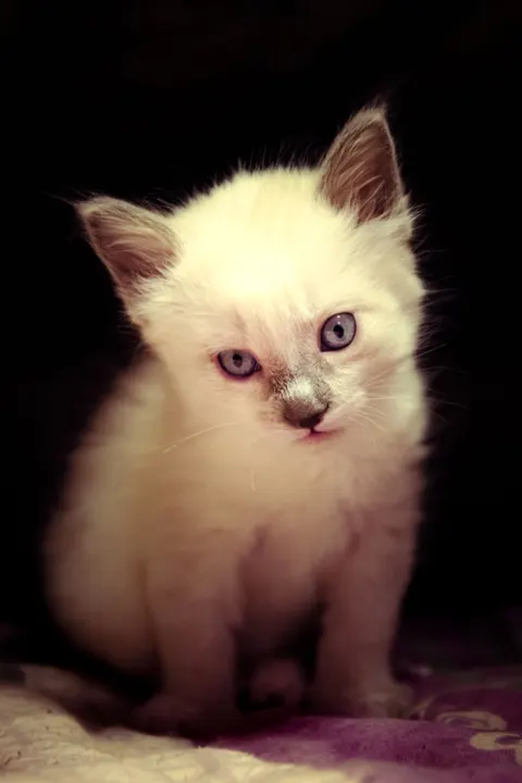 Kitten Phone Wallpaper · pets · 1440×2160