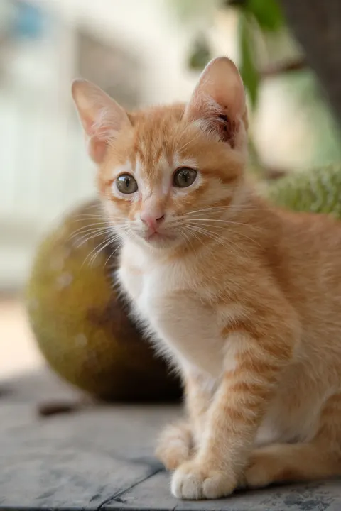 小猫 手机壁纸 · pets · 1440×2160