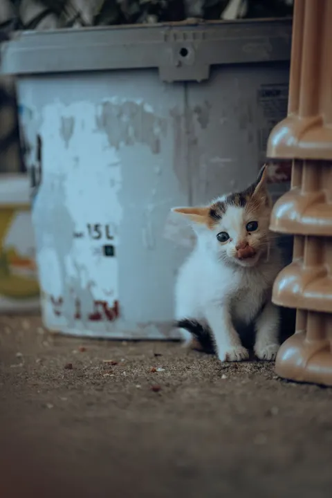 Kitten Phone Wallpaper · pets · 1440×2160