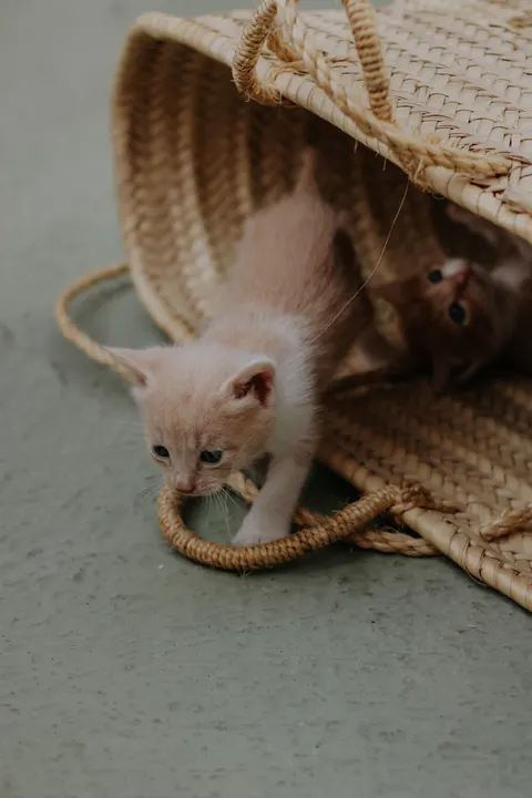 Kitten Phone Wallpaper · pets · 1440×2160