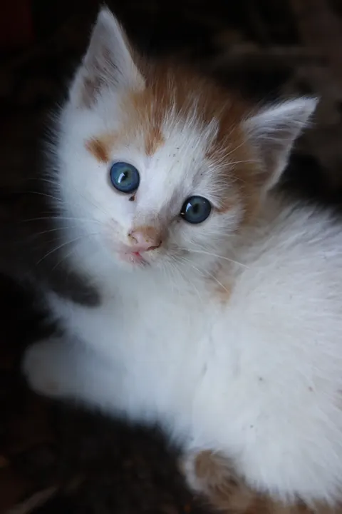 子猫 スマホ壁紙 · pets · 1440×2160