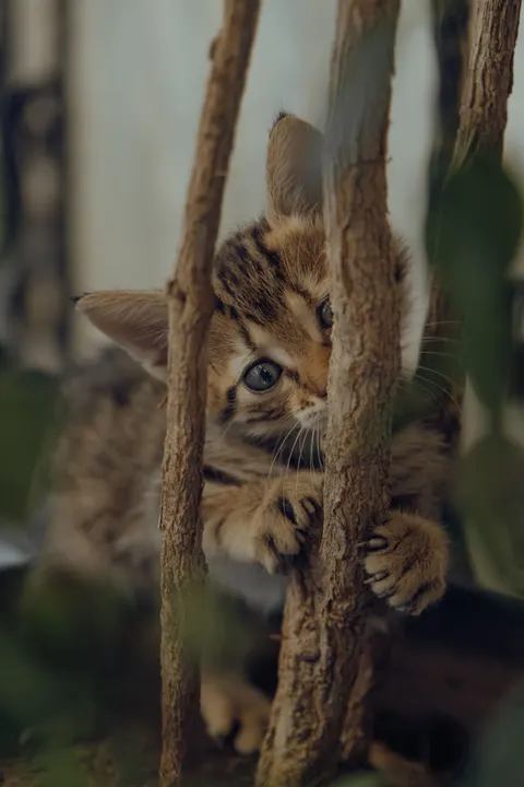 Kitten Phone Wallpaper · pets · 1440×2160