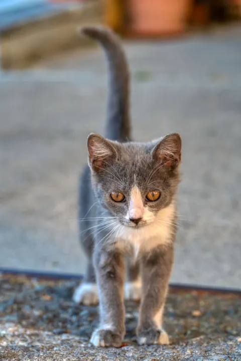 Kitten Phone Wallpaper · pets · 1440×2160
