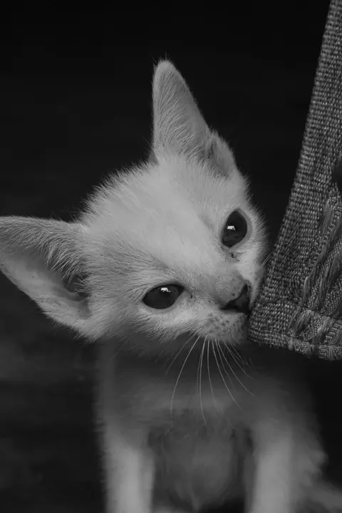 小猫 手机壁纸 · pets · 1440×2160