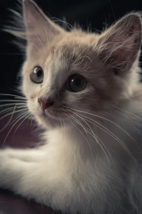 Kitten Phone Wallpaper · pets · 1440×2160
