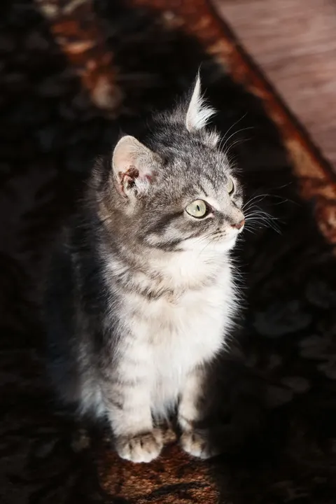 Kitten Phone Wallpaper · pets · 1440×2160