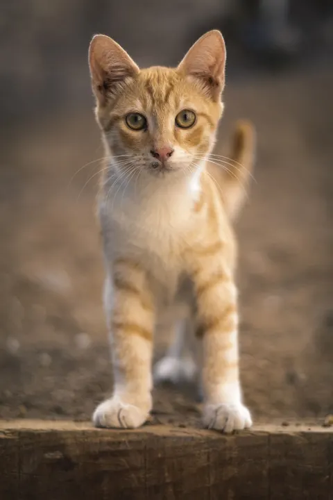 Kitten Phone Wallpaper · pets · 1440×2160