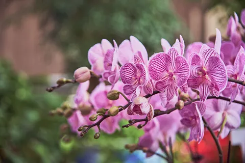 Orchid 4K Wallpaper · flowers · 3840×2560