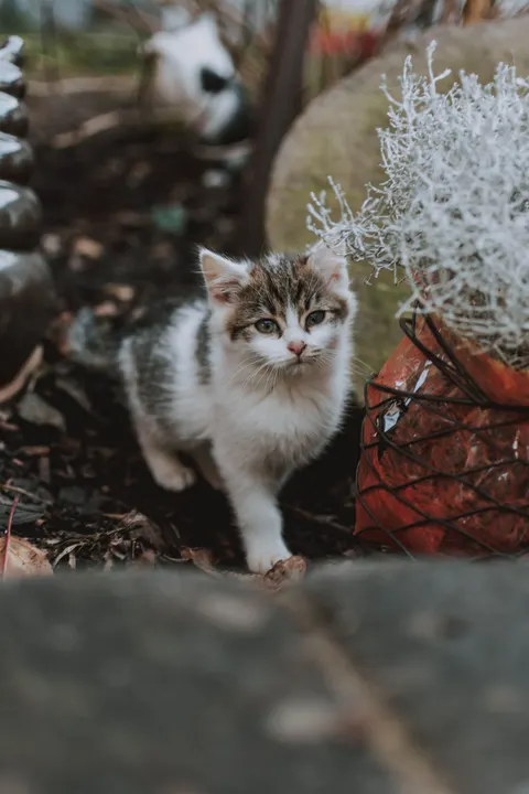 Kitten Phone Wallpaper · pets · 1440×2160
