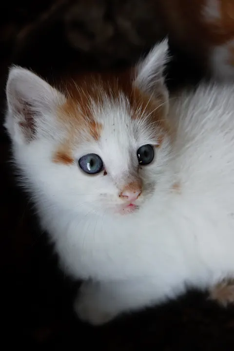 Kitten Phone Wallpaper · pets · 1440×2160