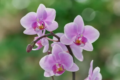Hình nền Hoa lan 4K · flowers · 3840×2560