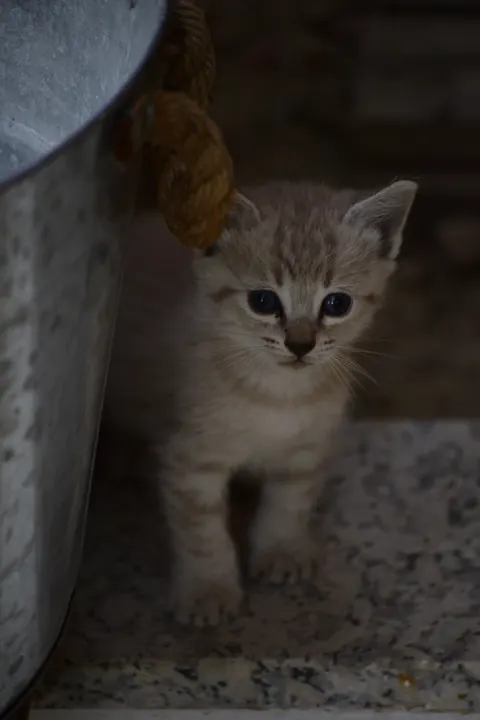 Kitten Phone Wallpaper · pets · 1440×2160