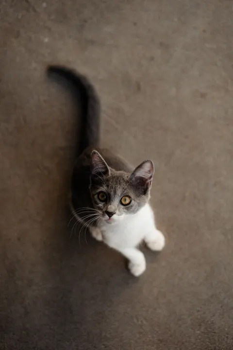 Kitten Phone Wallpaper · pets · 1440×2160