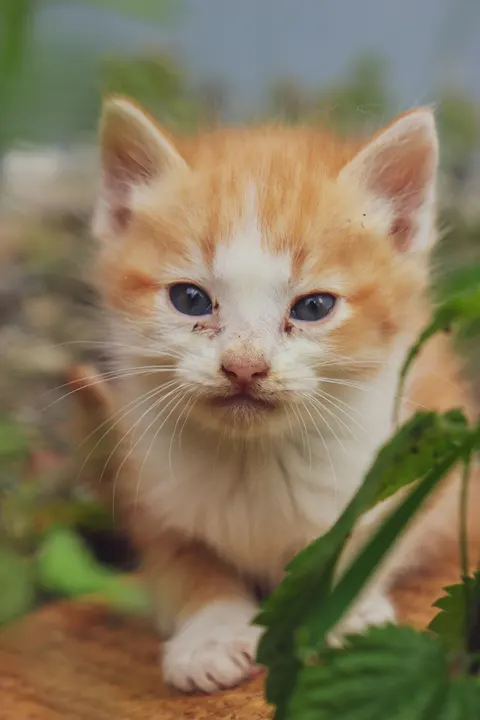 Kitten Phone Wallpaper · pets · 1440×2160