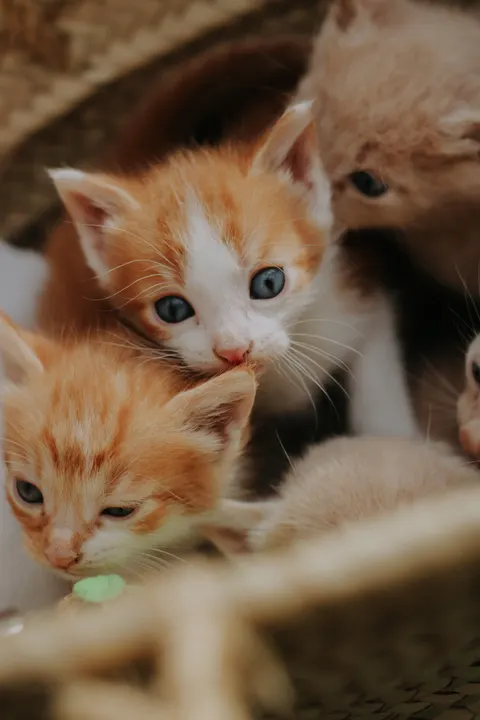 Anak Kucing Wallpaper HP · pets · 1440×2160