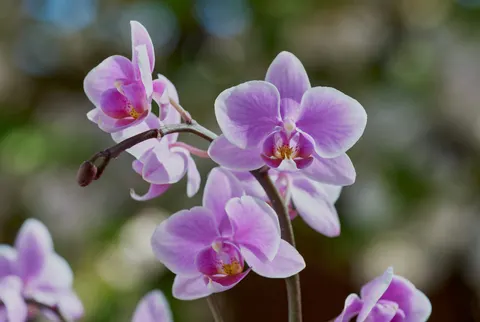 Orchid 4K Wallpaper · flowers · 3840×2578