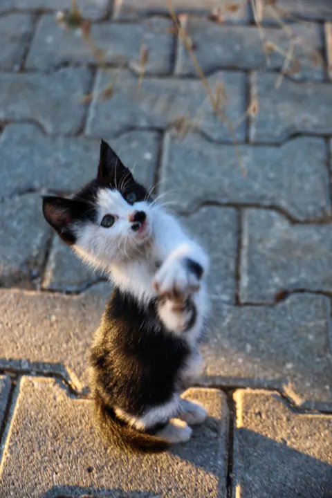 Kitten Phone Wallpaper · pets · 1440×2160