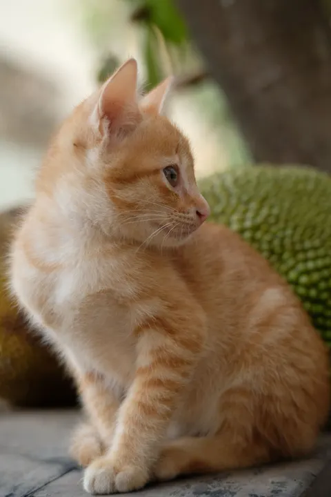 Kitten Phone Wallpaper · pets · 1440×2160