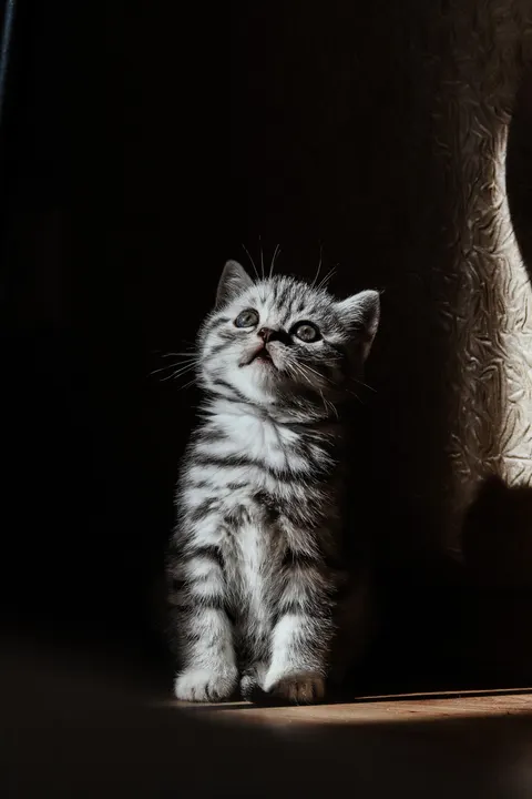 Kitten Phone Wallpaper · pets · 1440×2160