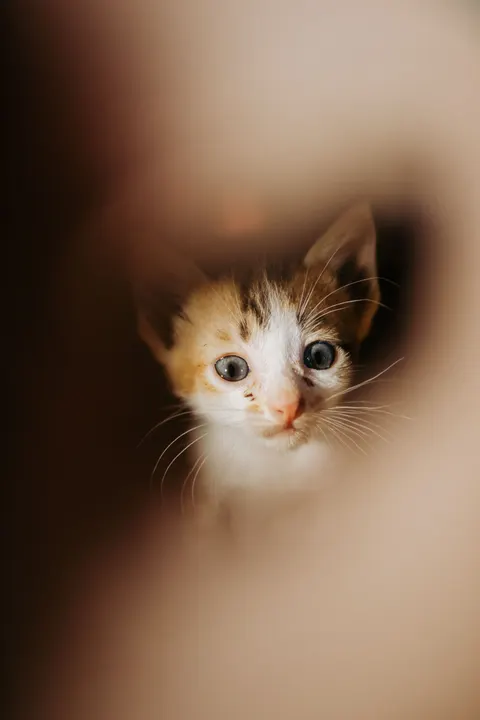 Kitten Phone Wallpaper · pets · 1440×2160
