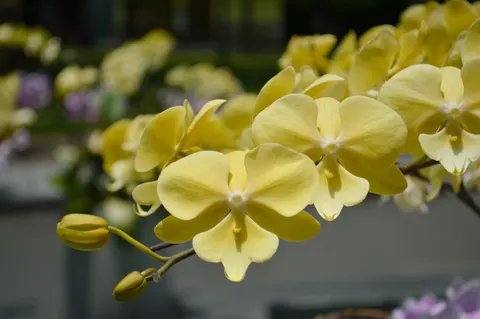 ऑर्किड 4K वॉलपेपर · flowers · 3840×2553
