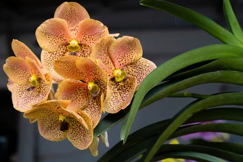 Orchid 4K Wallpaper · flowers · 3840×2560