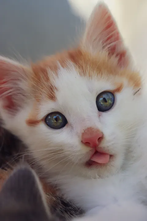 Kitten Phone Wallpaper · pets · 1440×2160