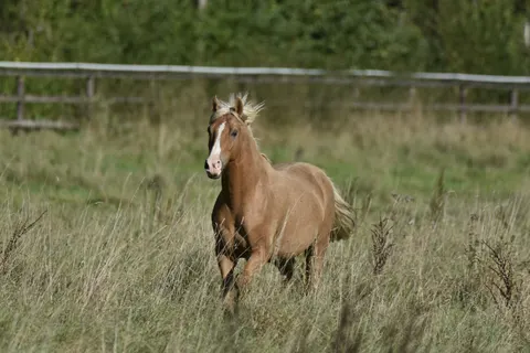 Horse 4K Wallpaper · animals · 3840×2563