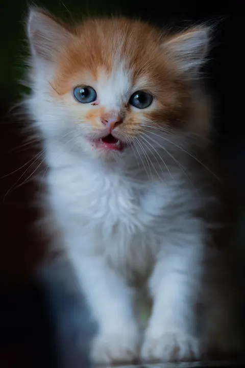 Kitten Phone Wallpaper · pets · 1440×2160