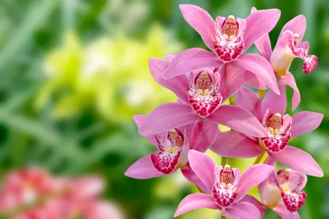 Sfondo Orchidea 4K · flowers · 3840×2563