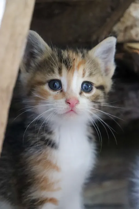 Kitten Phone Wallpaper · pets · 1440×2160