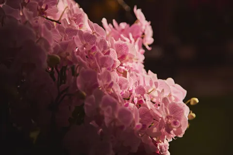 Hình nền Hoa lan 4K · flowers · 3840×2560