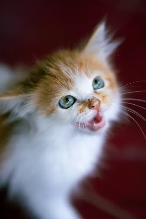 Fond d'écran mobile Chaton · pets · 1440×2160
