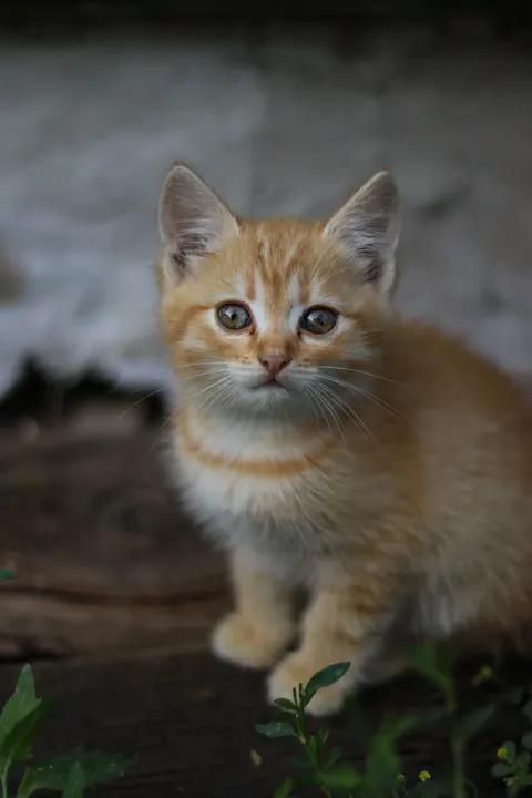 Kitten Phone Wallpaper · pets · 1440×2160