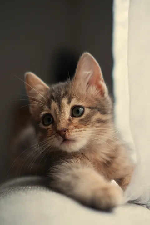 Kitten Phone Wallpaper · pets · 1440×2160