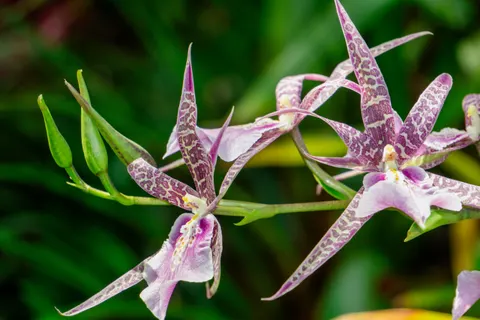 ऑर्किड 4K वॉलपेपर · flowers · 3840×2560