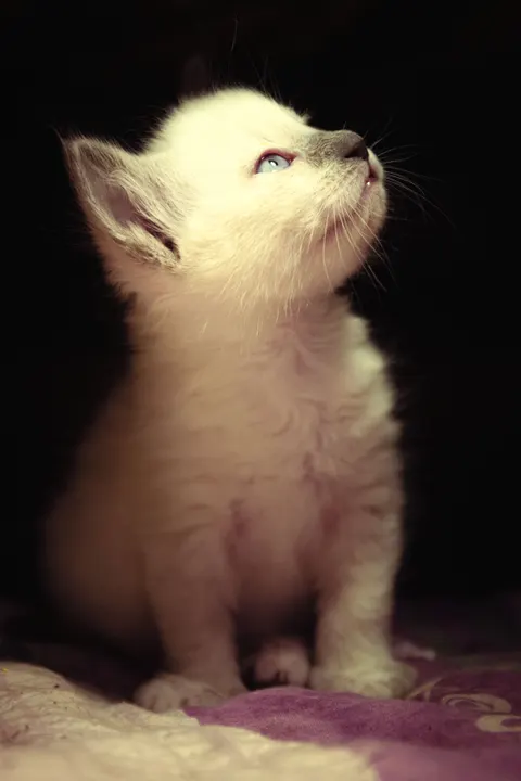 Kitten Phone Wallpaper · pets · 1440×2160