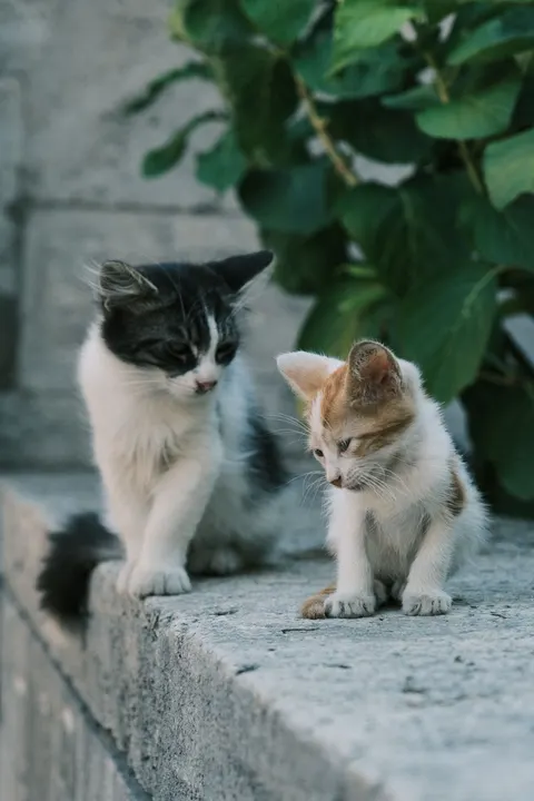 Kitten Phone Wallpaper · pets · 1440×2160