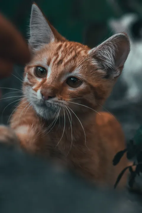 بچه‌گربه والپیپر موبایل · pets · 1440×2160