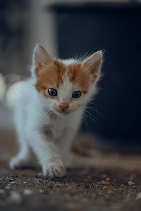 Anak Kucing Wallpaper HP · pets · 1440×2160