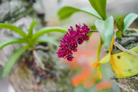 Tapeta Orchidea 4K · flowers · 3840×2560