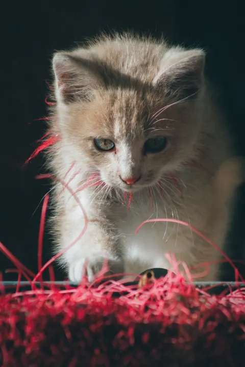 Kitten Phone Wallpaper · pets · 1440×2160