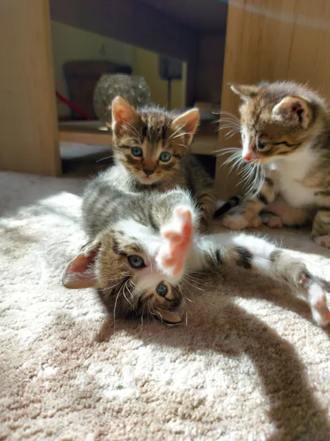 Kitten Phone Wallpaper · pets · 1440×1920