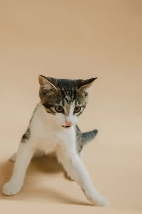 Kitten Phone Wallpaper · pets · 1440×2160