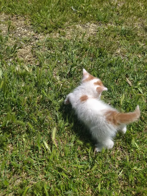 아기 고양이 휴대폰 배경화면 · pets · 1440×1920